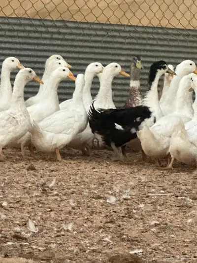 بط بكيني وشرشيري index