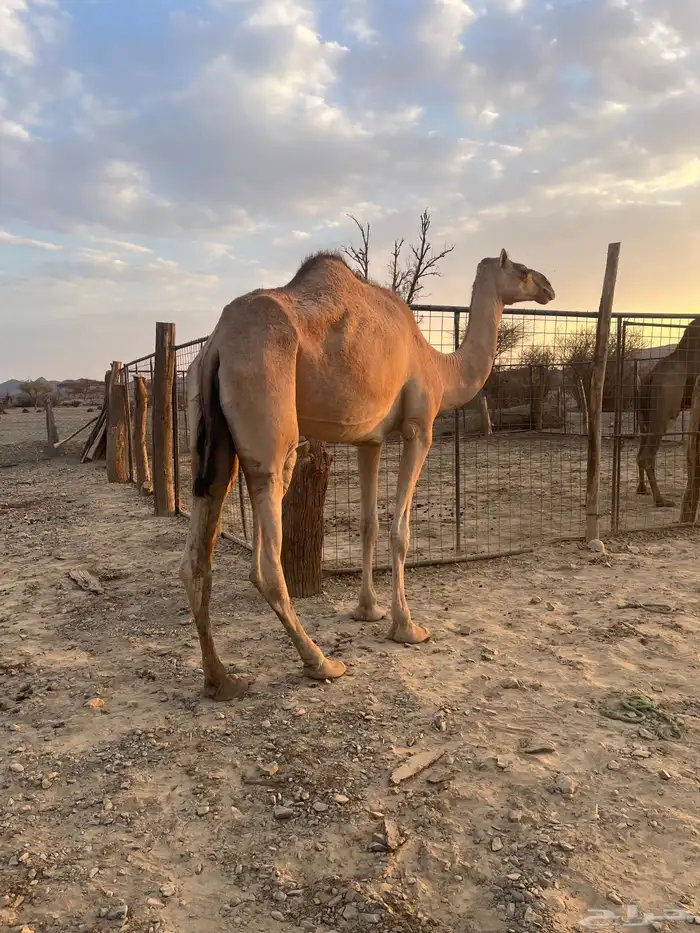 بكره طيبه مزيونه 4