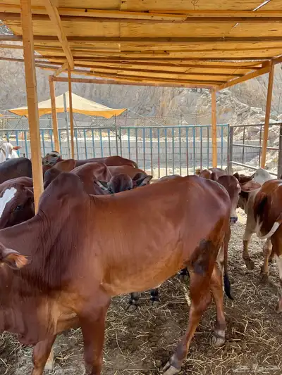 عجول بلدي index