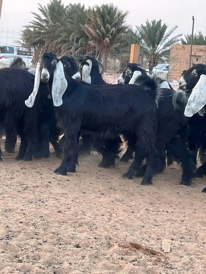 جذعات عوارض للبيع 20 3