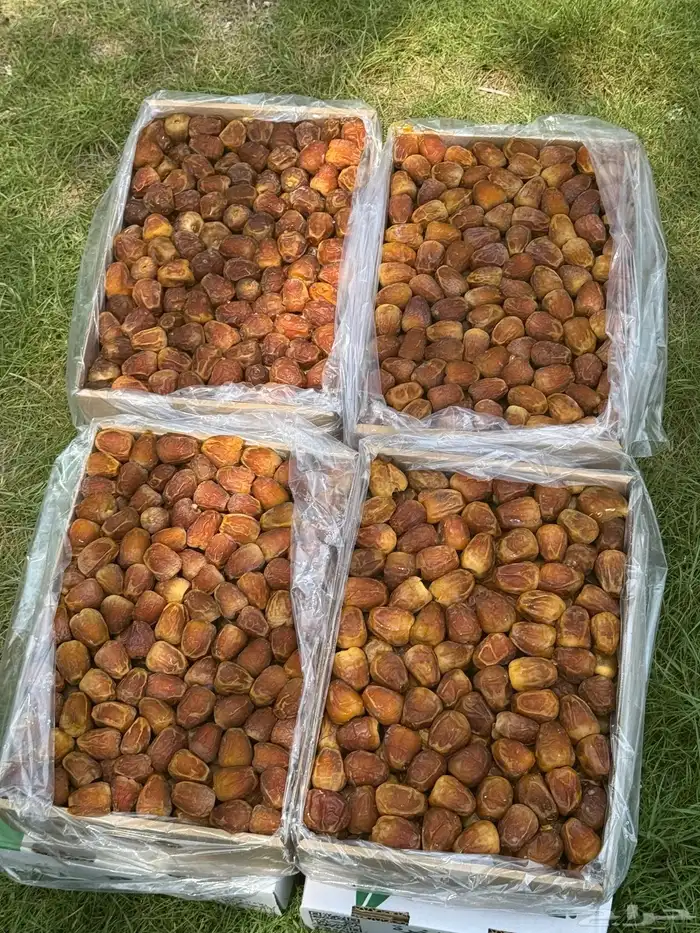 مفتل جالكسي 1