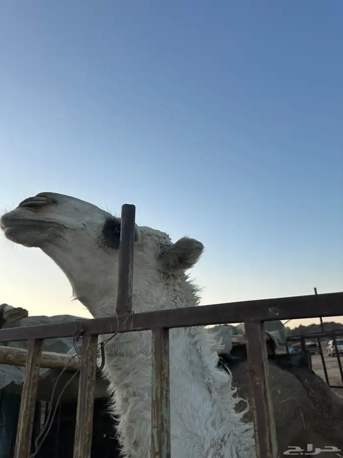 قعود مفرود أوضح طيب طيب جدا 3