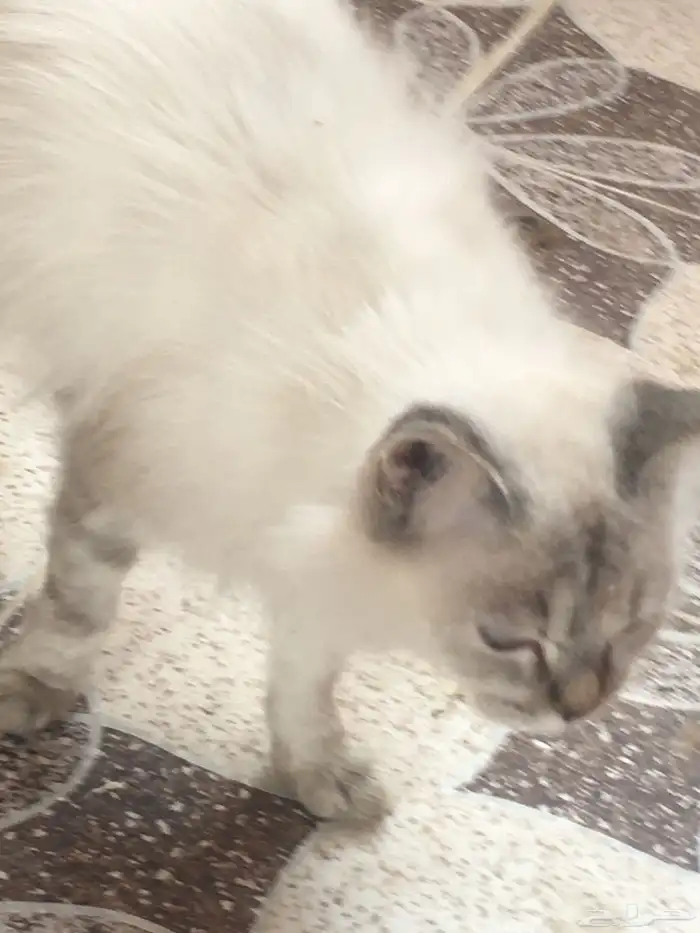 قطه غير شكل حبيبه ومؤدبه ومتربية صح شعر كثيف 3