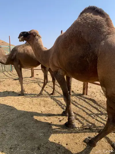 جمل حمر ادهم طيب ومشروط ضراب وعشار ب 12 index