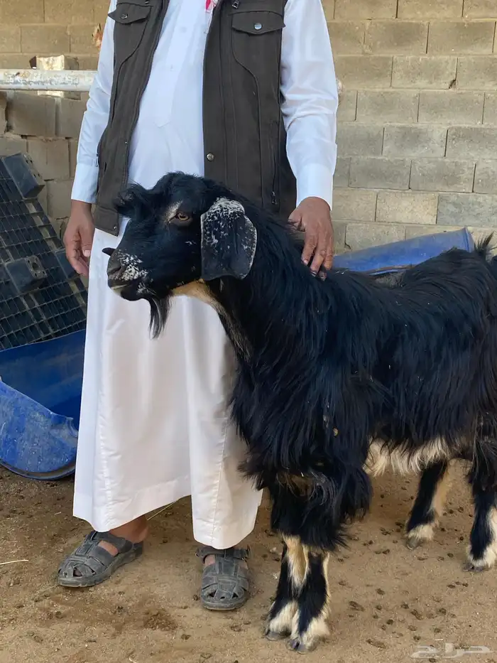 تيس فحل احو أجم صنف 0