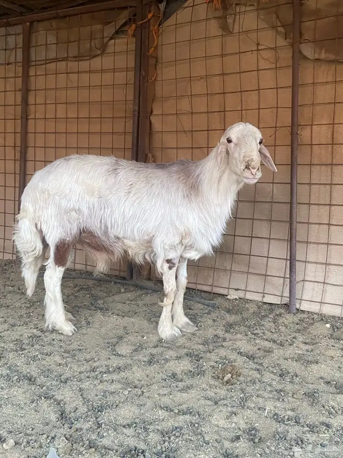 فحل مشروط للبيع مهجن نجدي وحري 4