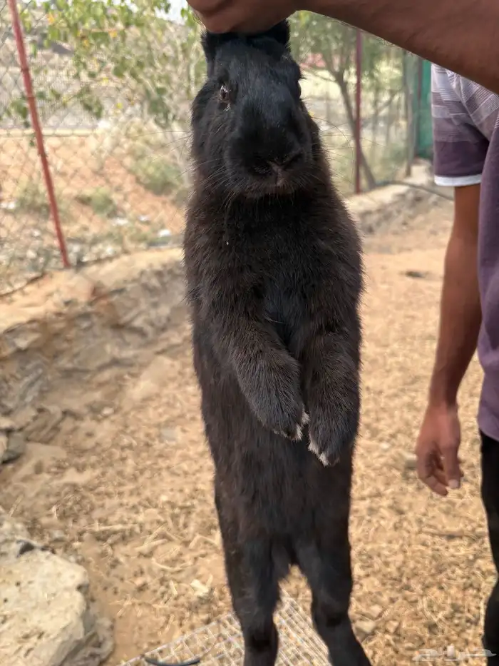 أرانب للبيع 3