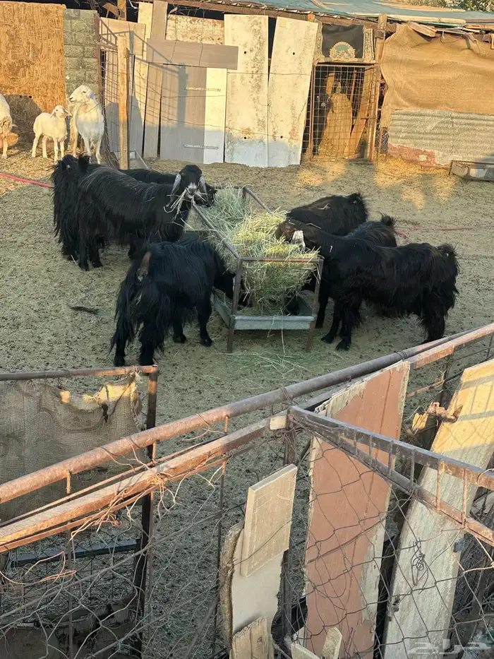 للبيع ست معزا وحبصية مضاريع 2