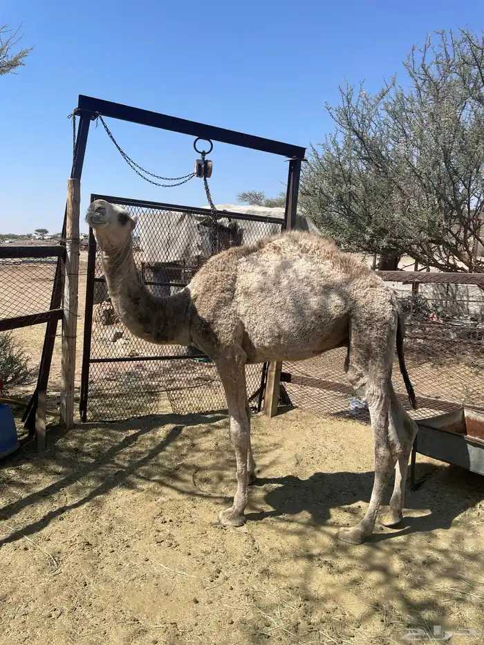 قعود للبيع 1