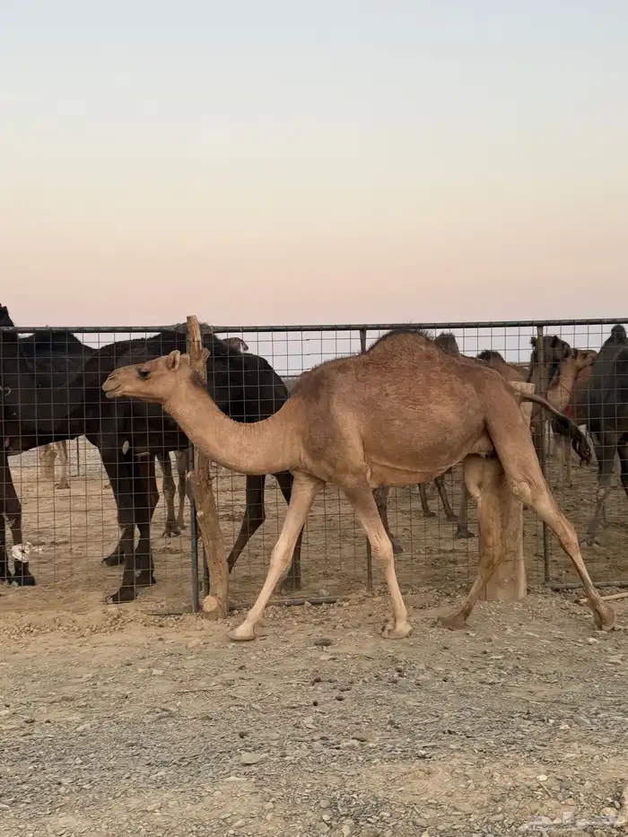 بكره ثنيه ملاقي 8