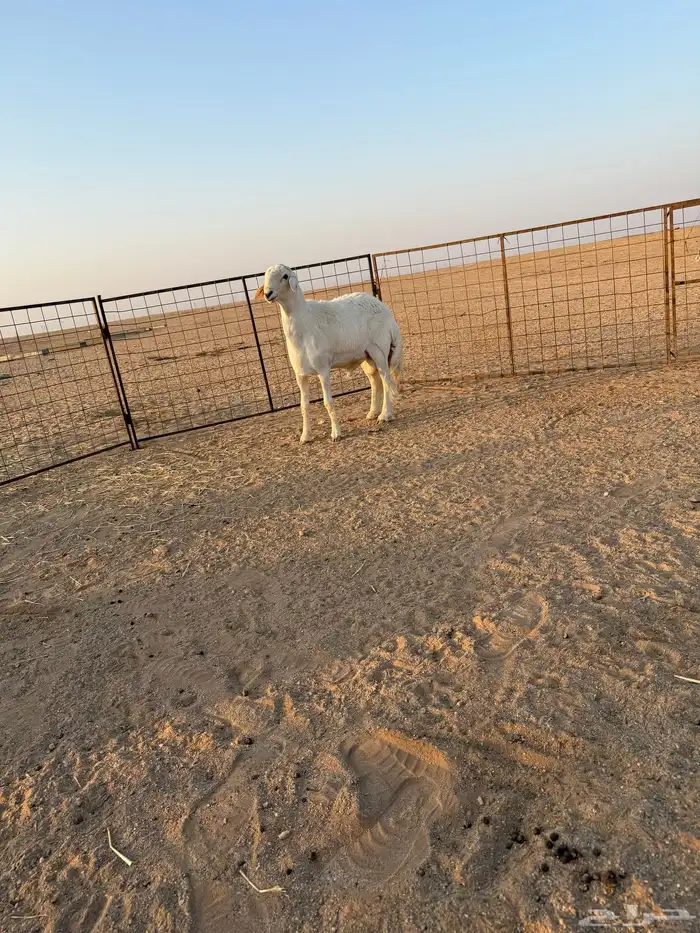 مشروع فحل حري صنف الصنف تم البيع 0