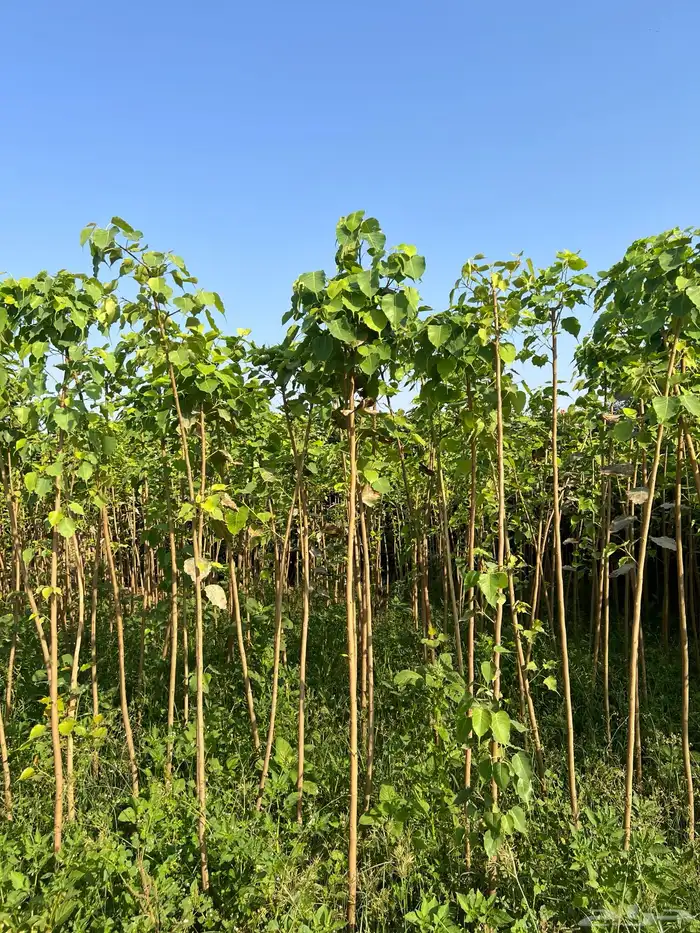 لسان العصفور متبقي 1000 حبه مقاس بوصه 0