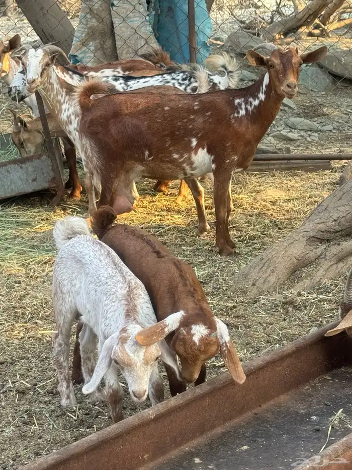 12 من الغنم عليها 8 0