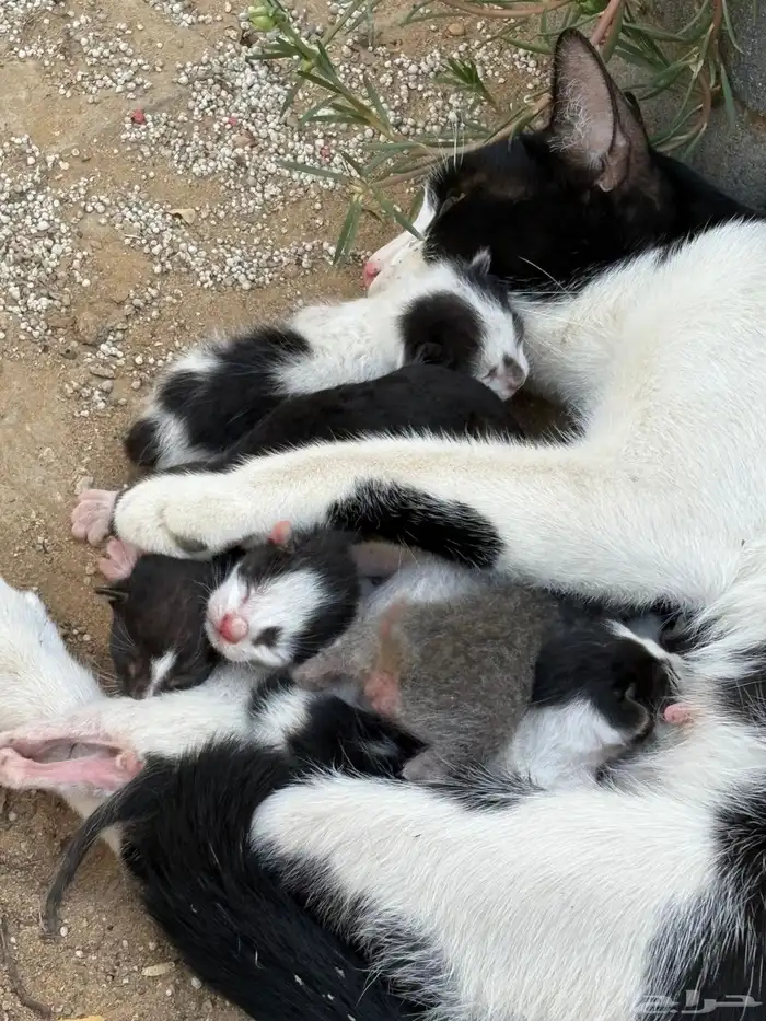 قطة للتبني لمن يريد الاحر عي وعيالها اليوم ولدت 1