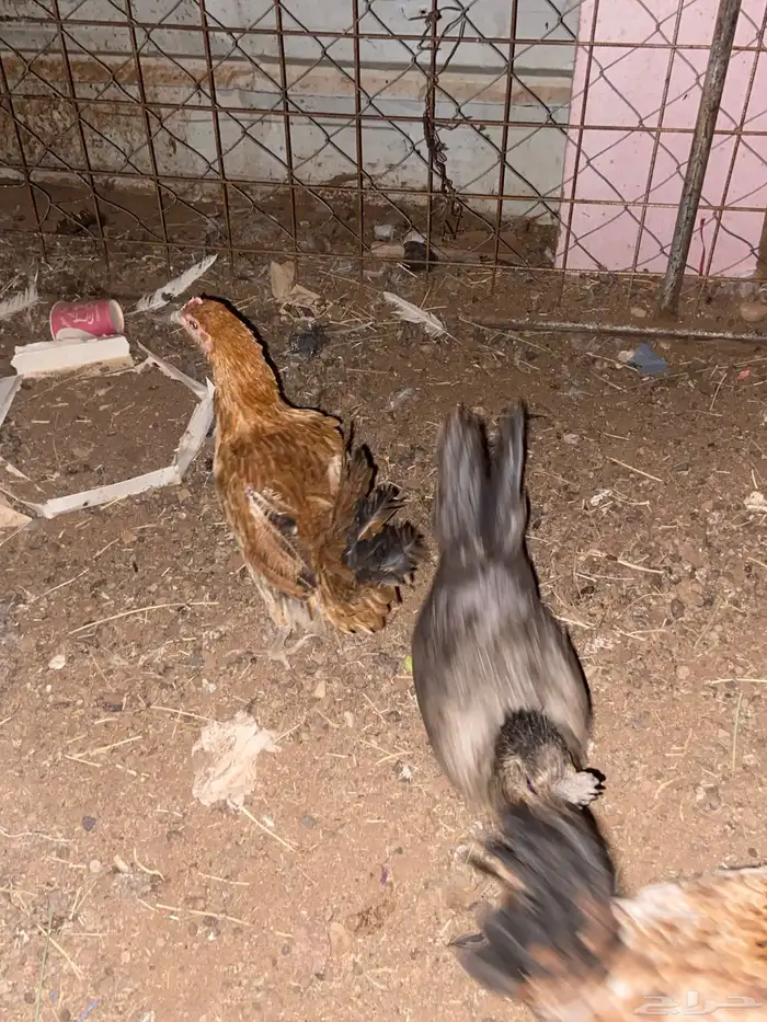 للبيع دجاج و فروخ 1