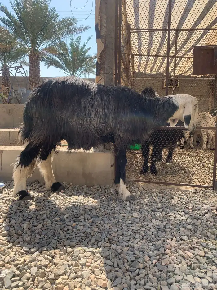 للبيع شاه تحته رخل وا ثلاث طليان 4