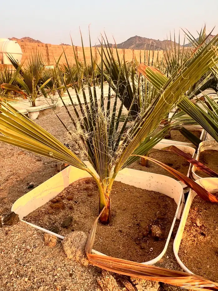 مشروع ناجح يحتاج ماء   ارض صغيره فقط 8