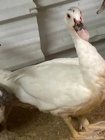 للبيع بط مصري index