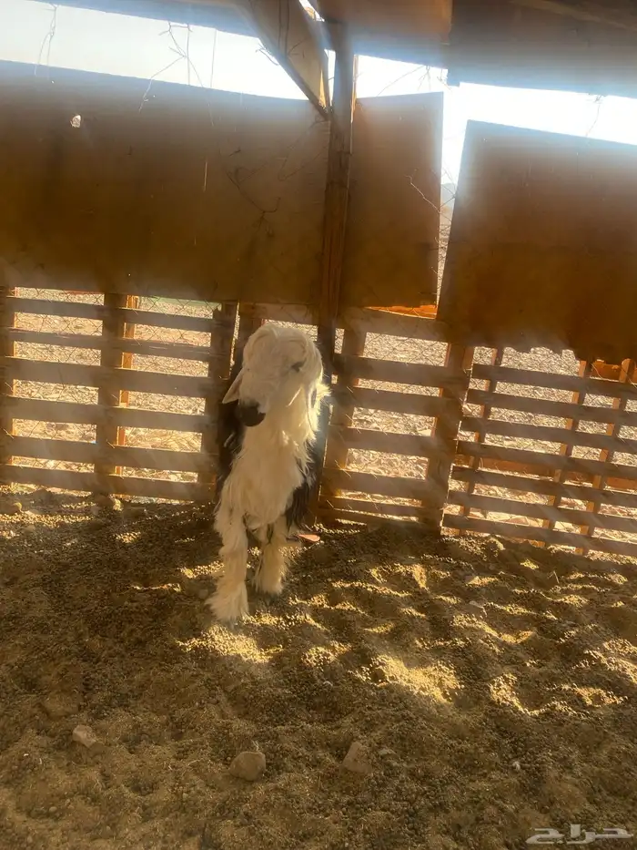 فحل نجدي ثني 2