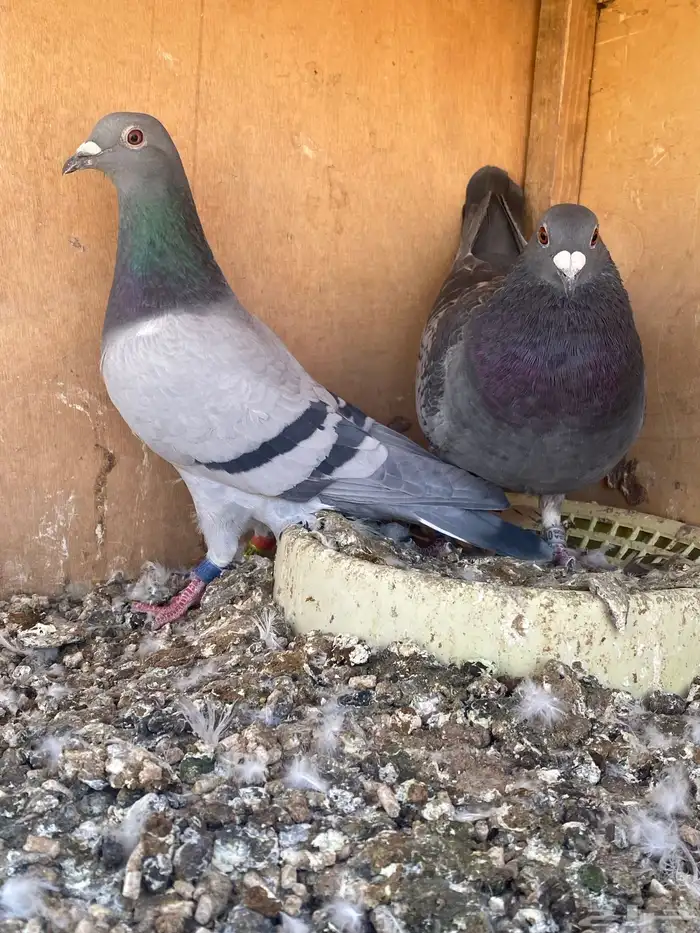 زوج زاجل سباق 0