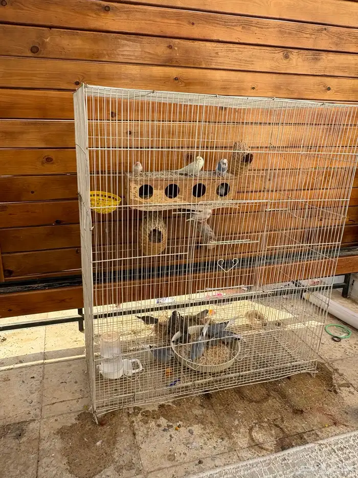 طيور حب وزبره وقميري اجواز 7