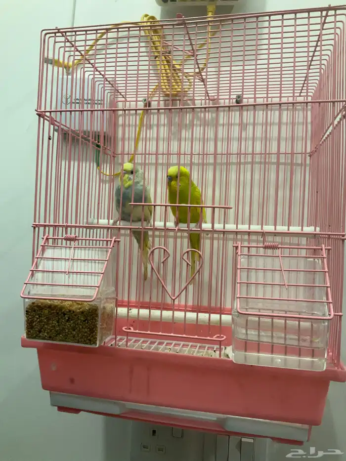 زوجين بادجي 0