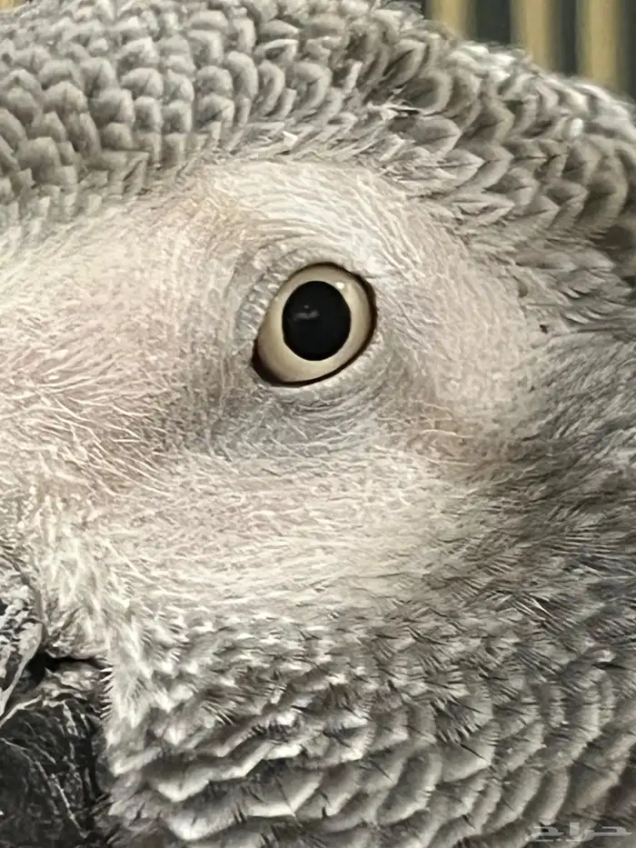 للبيع ببغاء كاسكو 6