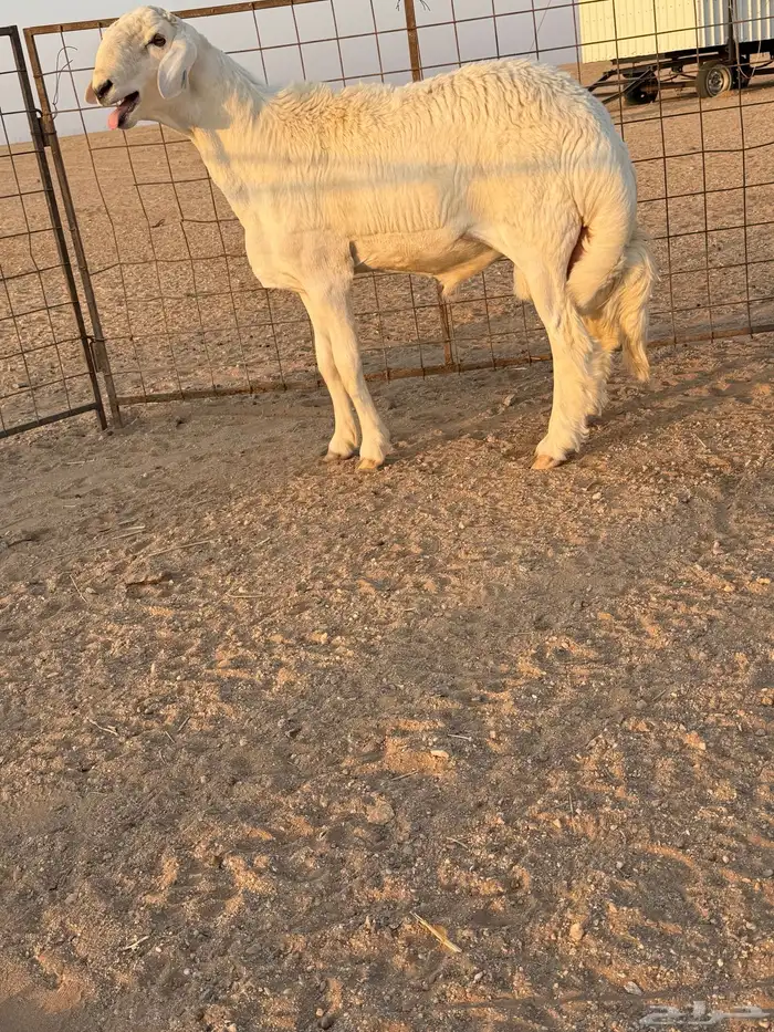 مشروع فحل حري صنف الصنف تم البيع 2