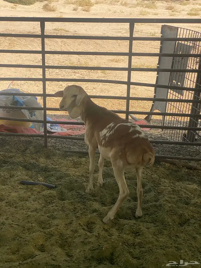 خروف بربري 0