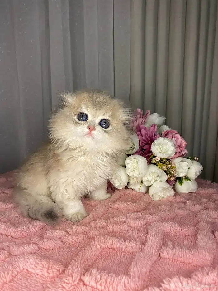 قطط سكوتش تربل فولد لونق هير وشورت هير للبيع 0