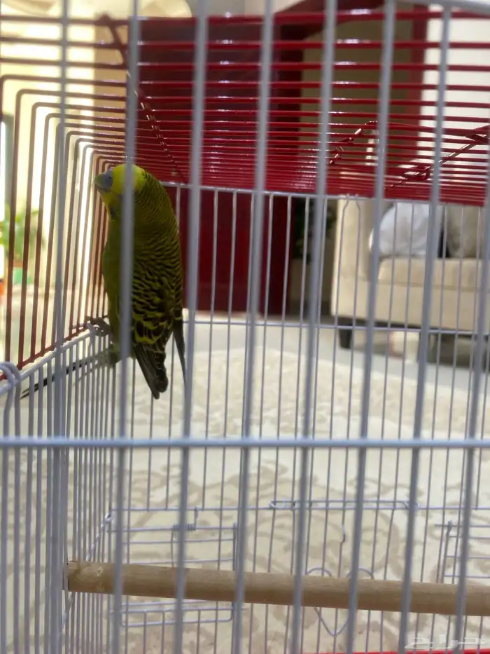 للبيع طير حب ذكر اليف لاكن صار فيه خوف على السوم 1