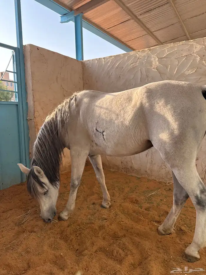 فرس شعبيه البيع سمح 0