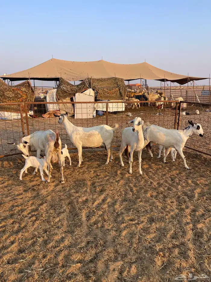 معزا بيشيات صنف ولد 4