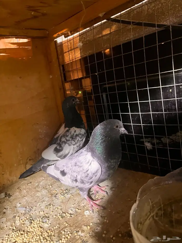 حمام باكستاني للبيع ولا يجي ايلا الصامل 5