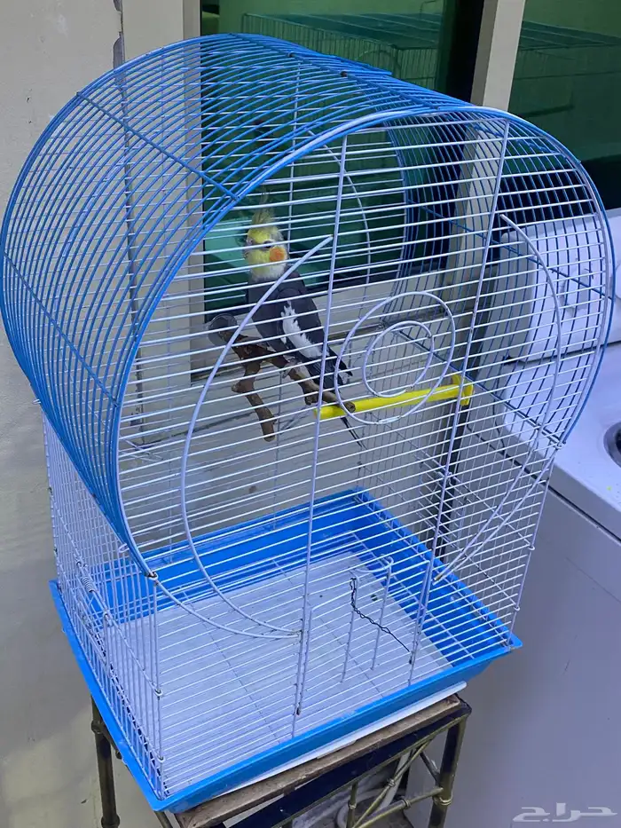 طير كروان عمره 8 شهور غير اليف 2