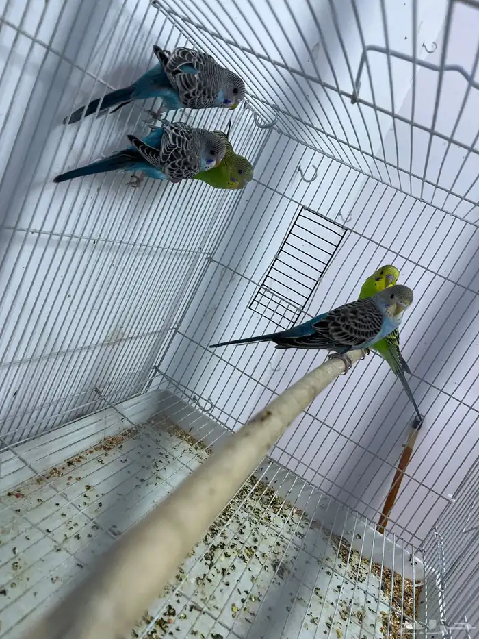 طيور بادجي 1