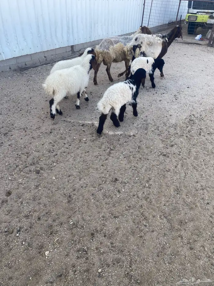 غنم نعيم مطافيل أتوام (2) يتبعها (4) شرط سن وديد 4