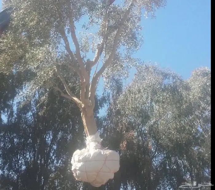 توريد وزراعة اشجار زيتون شجر زيتون 15