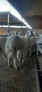 ذبايح أبوأحمد 40