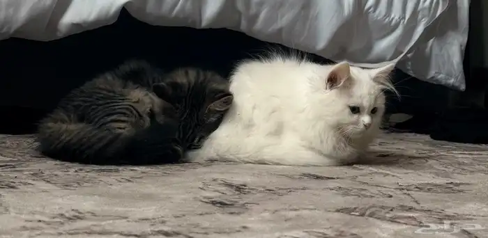 قطط للتبني 3