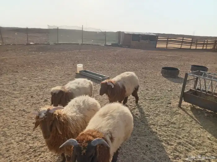 ذبايح نعيمي بلدي 12