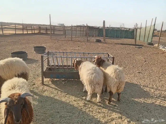 ذبايح نعيمي بلدي 13