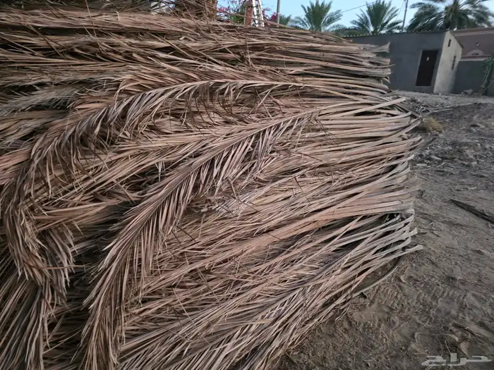 بيشة_ وادي ترج _ هجرة الفطحة 1