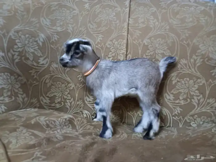 ماعز قزم حلو لعوب 1