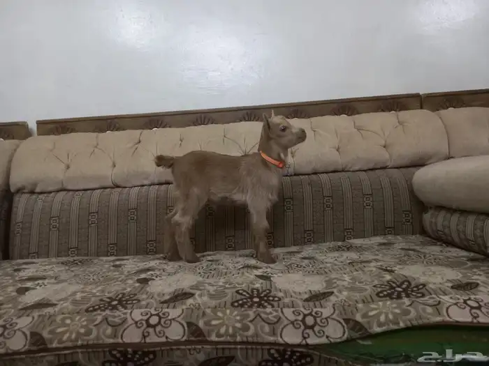 ماعز قزم حلو لعوب 3