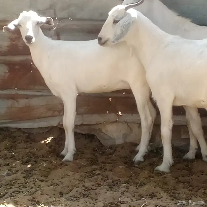 تيسين وجفره بيشيات 5