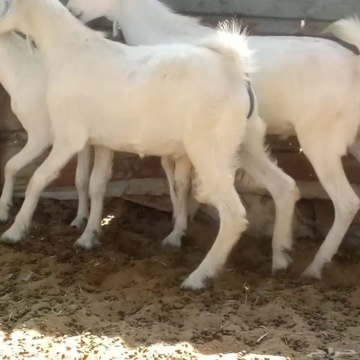 تيسين وجفره بيشيات 1