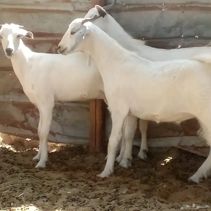 تيسين وجفره بيشيات 4