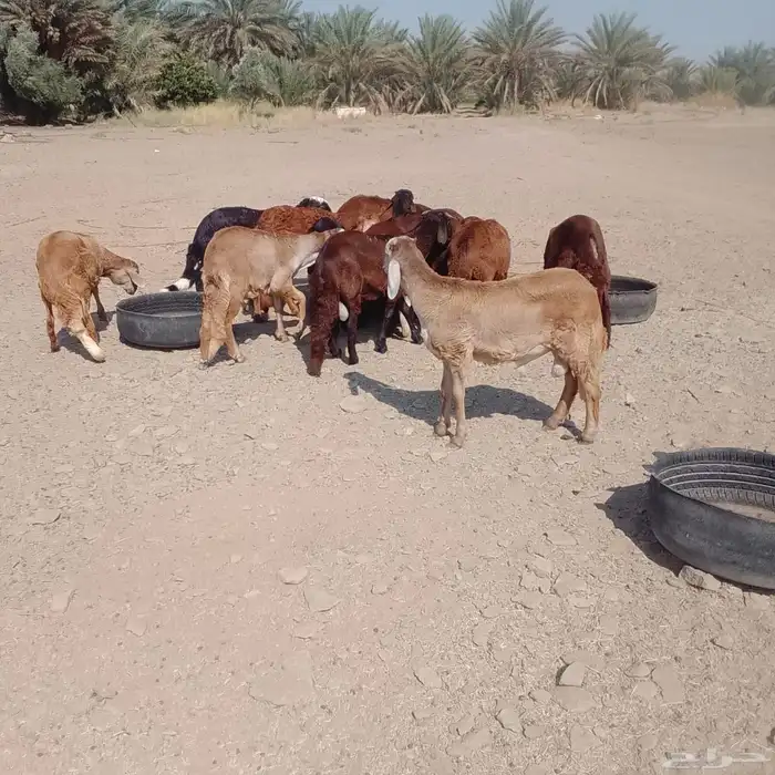 سواكن حذعان سمان تربيه 0