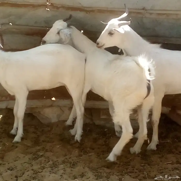 تيسين وجفره بيشيات 0